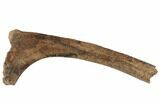 Hadrosaur (Edmontosaurus) Rib Bone - South Dakota #192641-1